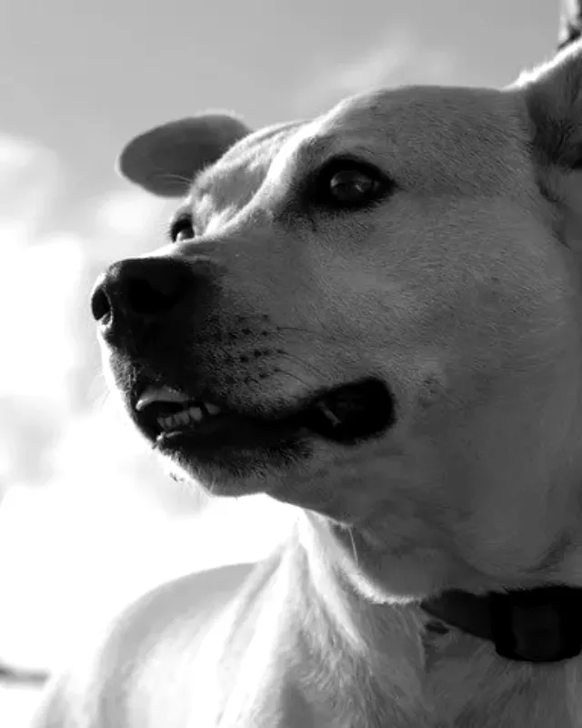 Indie
